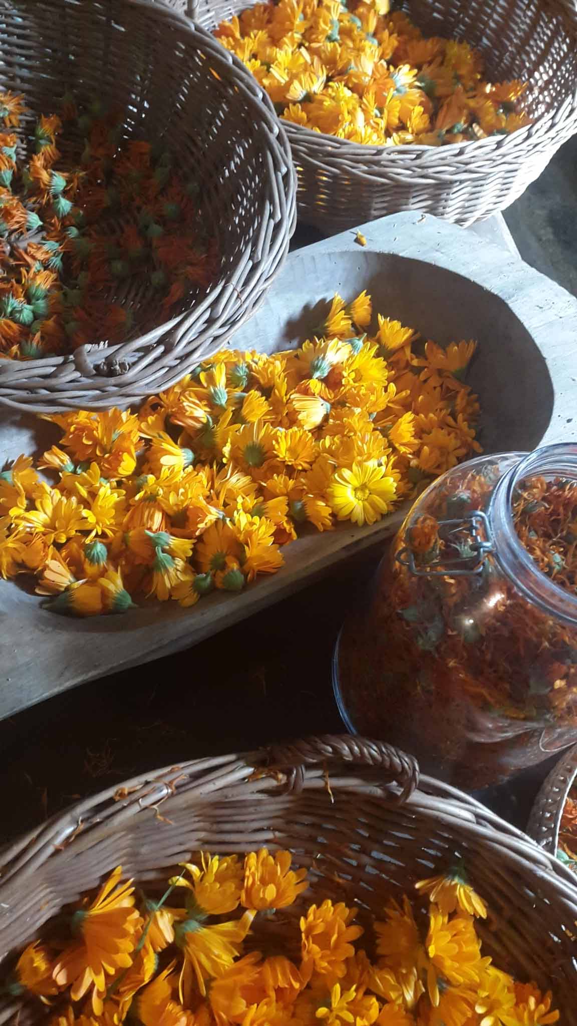 calendule-a