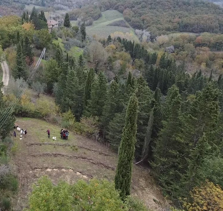 fforest