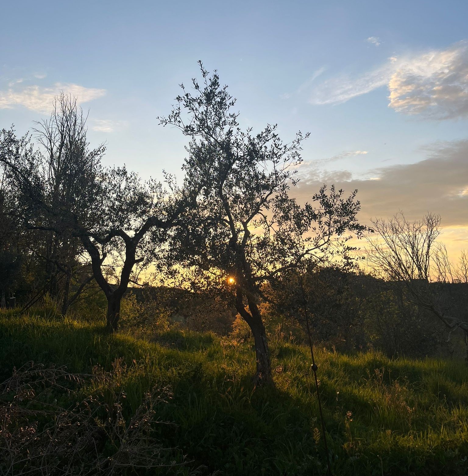 olivi